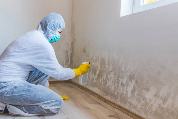Professional mold removal team in Wayzata
